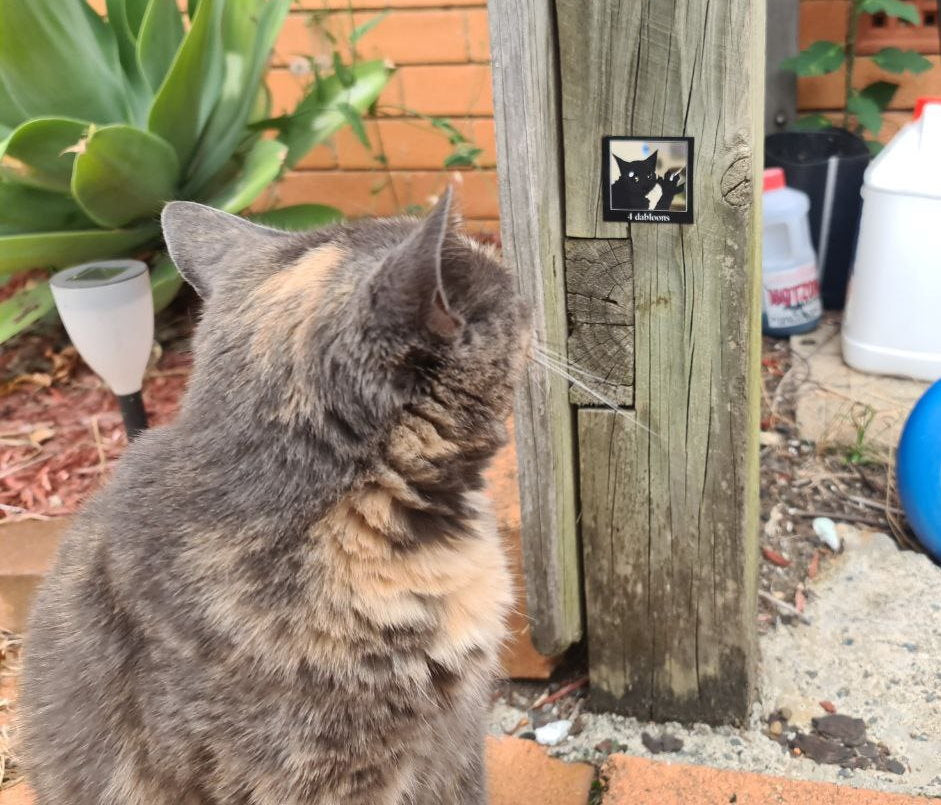 Dabloons Cat Sticker 4 Dabloons Sticker – Burubado